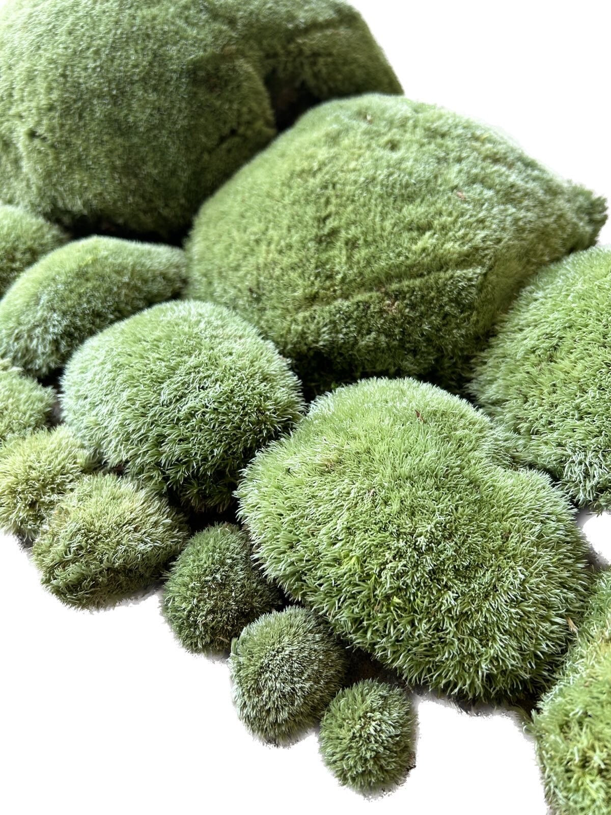 Mousse Boule Végétale Naturelle - Leucobryum Glaucum