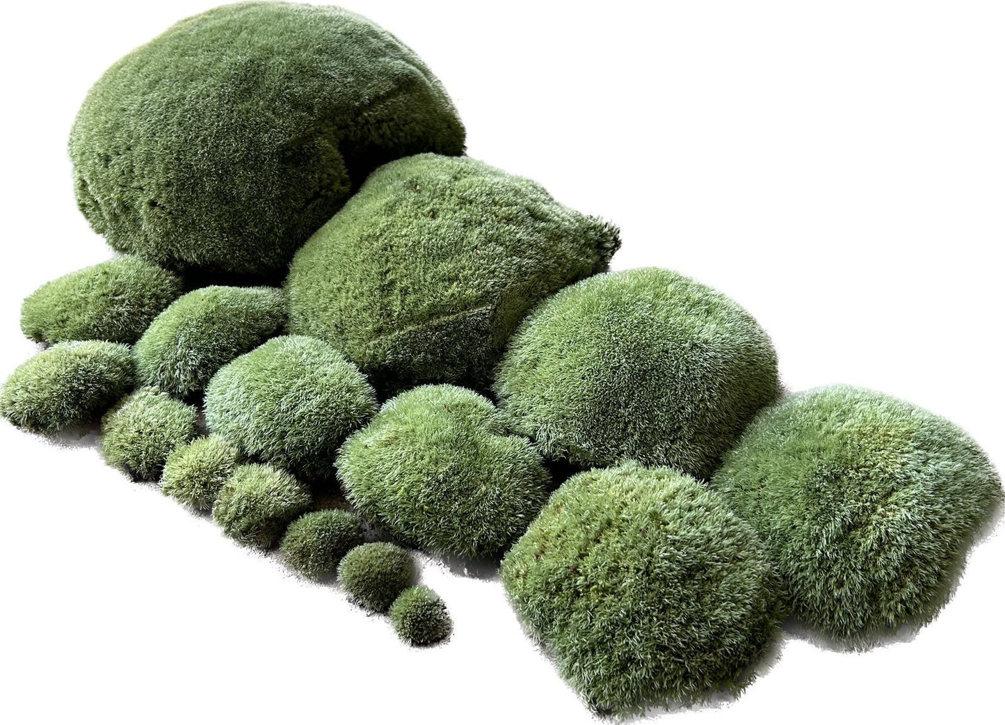 Mousse Boule Végétale Naturelle - Petit Calibre Leucobryum Glaucum