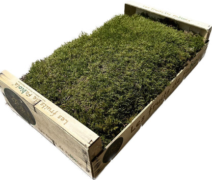 Mousse Plate Végétale Naturelle - 0,6 m²