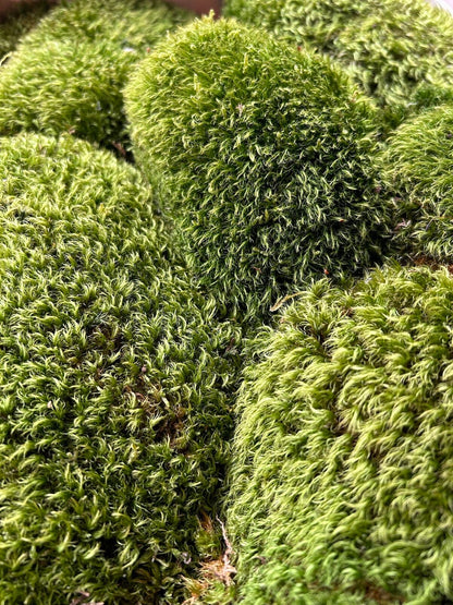 Mousse de Provence - Dicranum Scoparium - 0,3 m²