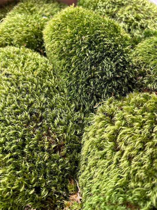 Mousse de Provence - Dicranum Scoparium - 0,3 m²