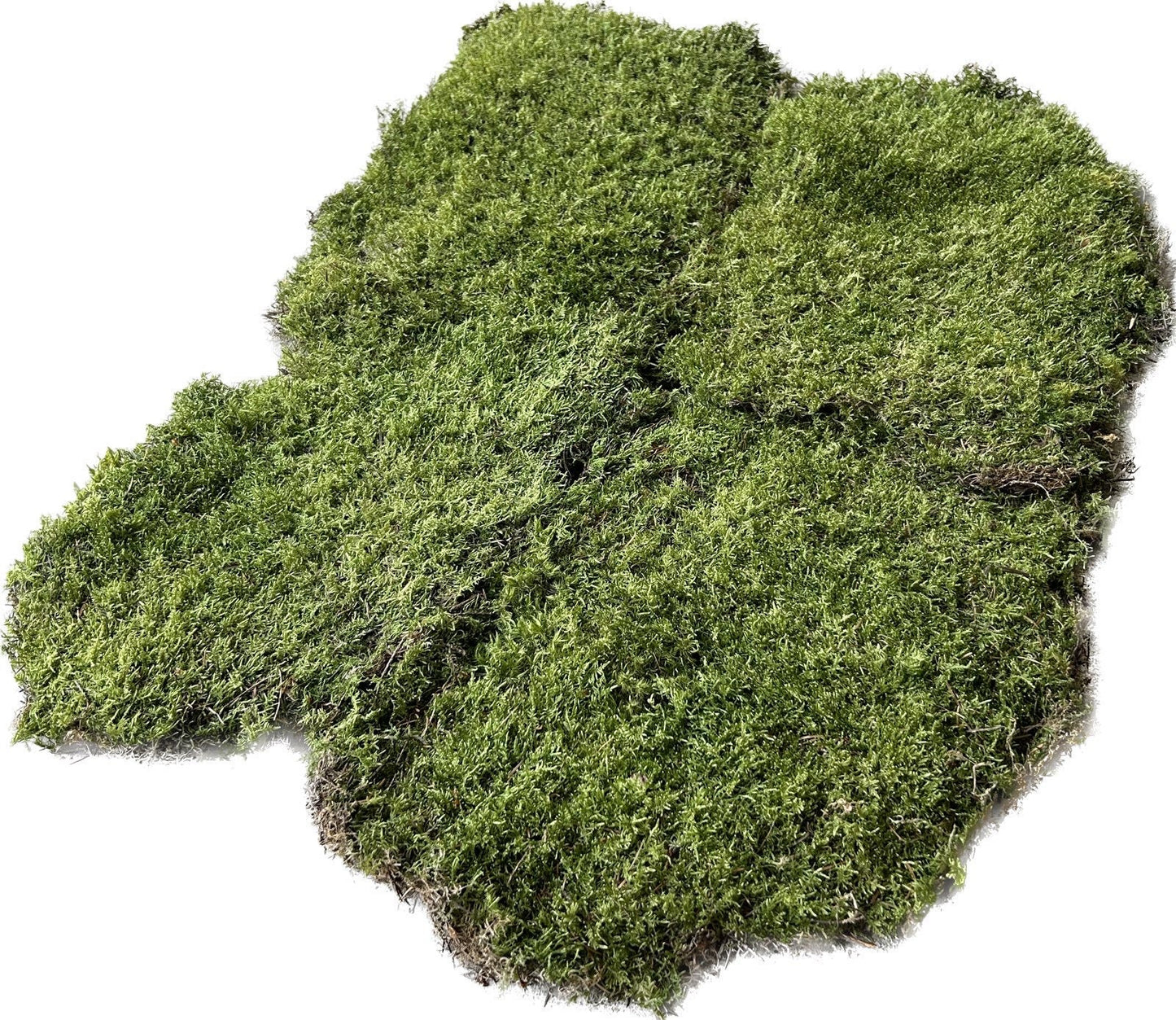 Mousse Plate Végétale Naturelle - 0,6 m²