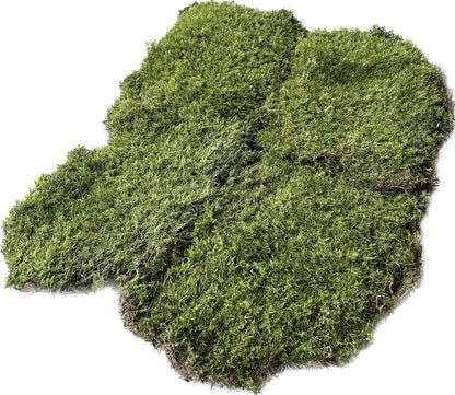 Mousse Plate Végétale Naturelle - 0,6 m²