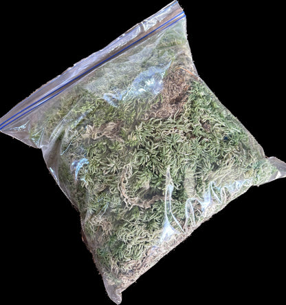 Sphaigne Vivante - 6 Litres