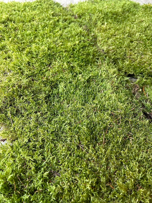 Mousse Plate Végétale Naturelle - 0,6 m²