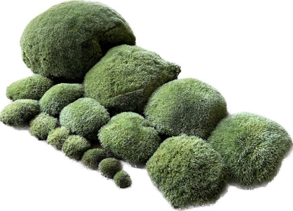 Mousse Boule Végétale Naturelle - Gros Calibre Leucobryum Glaucum