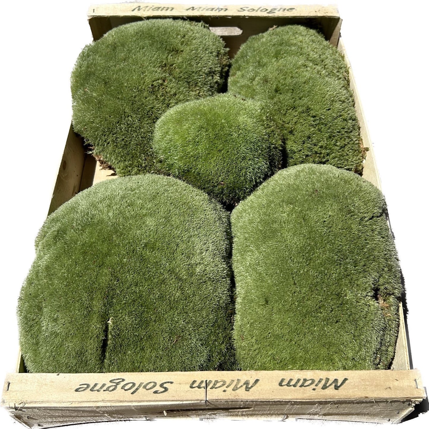 Mousse Boule Végétale Naturelle - Gros Calibre Leucobryum Glaucum