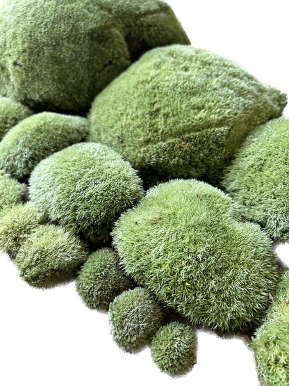 Mousse Boule Végétale Naturelle - Leucobryum Glaucum