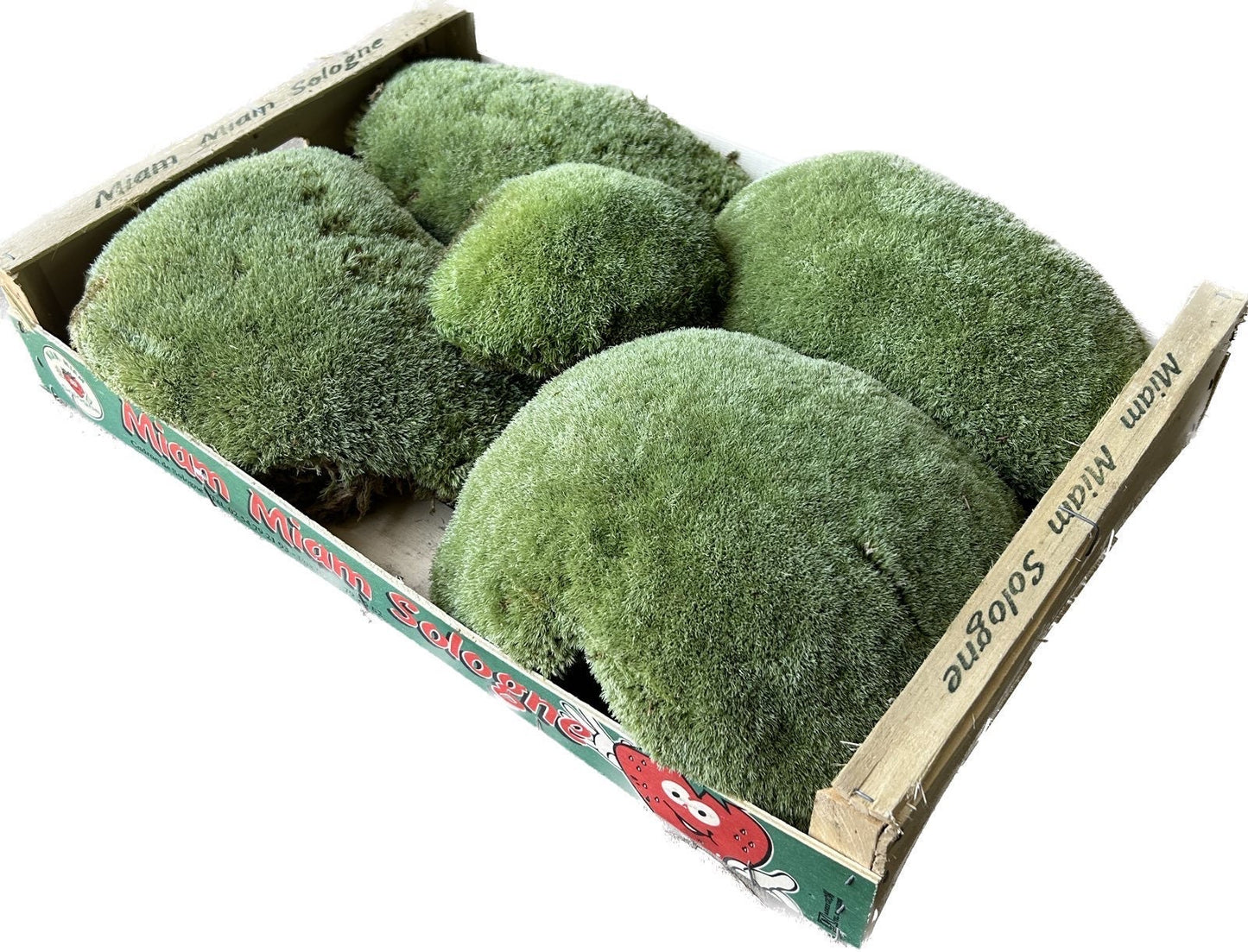 Mousse Boule Végétale Naturelle - Gros Calibre Leucobryum Glaucum
