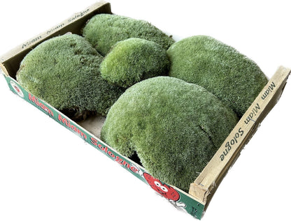 Mousse Boule Végétale Naturelle - Gros Calibre Leucobryum Glaucum