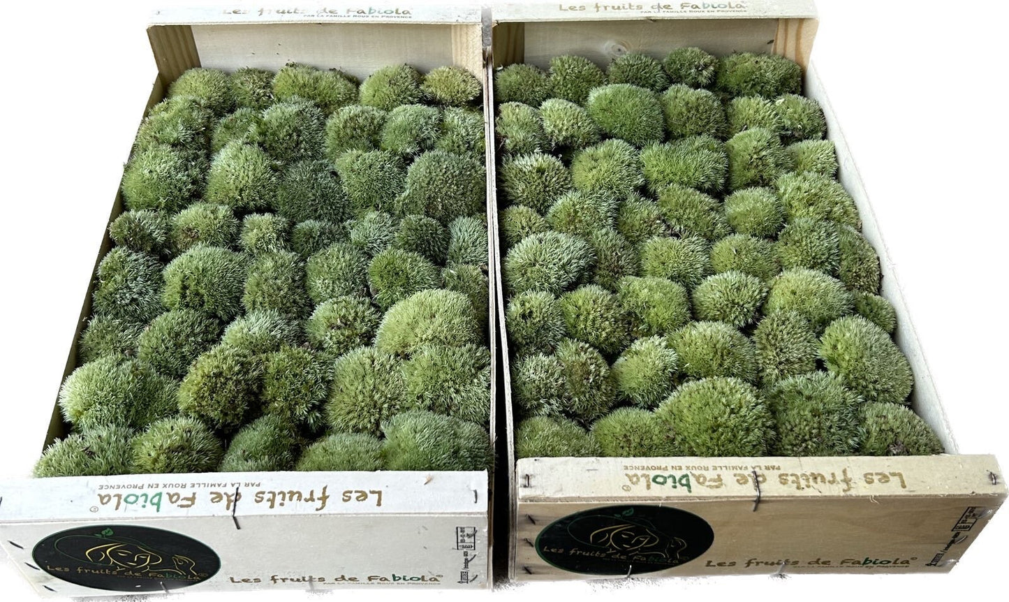 Mousse Boule Végétale Naturelle - Petit Calibre Leucobryum Glaucum