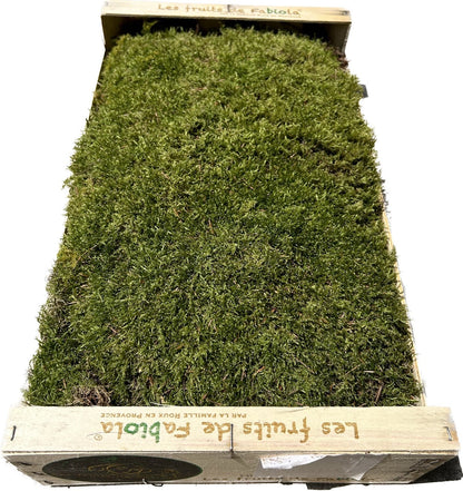 Mousse Plate Végétale Naturelle - 0,6 m²