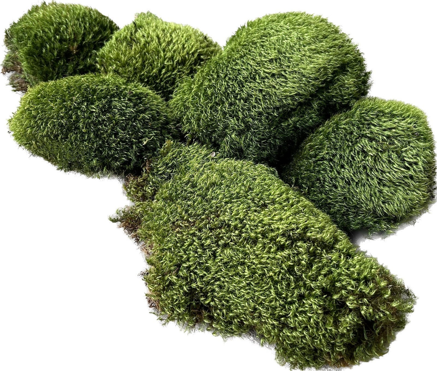 Mousse de Provence - Dicranum Scoparium - 0,3 m²