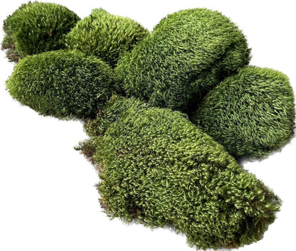 Mousse de Provence - Dicranum Scoparium - 0,3 m²